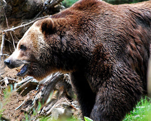 Bear Hunting Tips for Beginners. Beating Bear's Sense of Smell