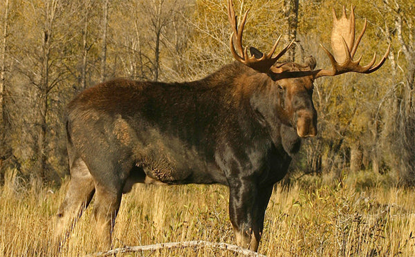 Why is moose hunting so exciting and what do I need to know to start with it?