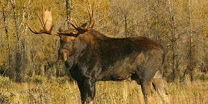 Moose Hunting - The Ultimate Challenge