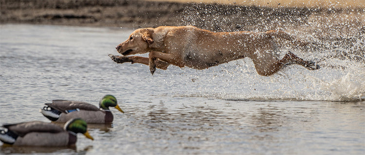 The best dog breeds for waterfowl hunting
