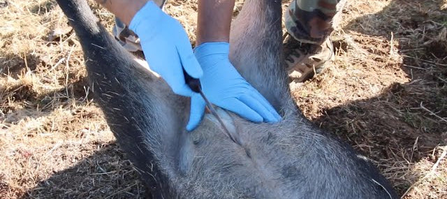 how long can you wait to field dress a hog How to Roast a Whole Wild Pig Part 1: Scalding and Prepping