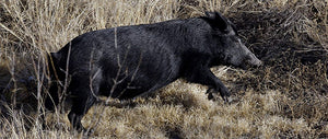 Why are feral hogs so dangerous for hunters?