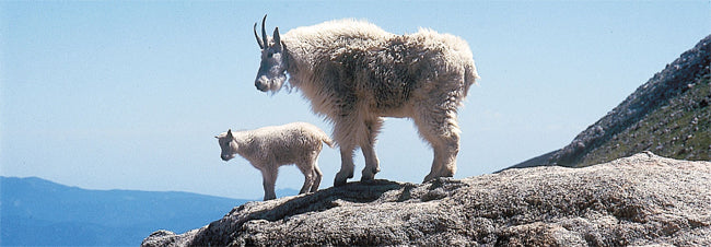 Mountain Goat Sex Identification