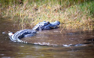 Tips for alligators hunting
