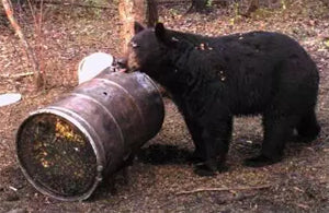 Black Bear Bait Regulations