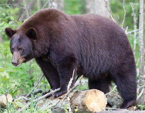The dark side of Black Bears Hunting