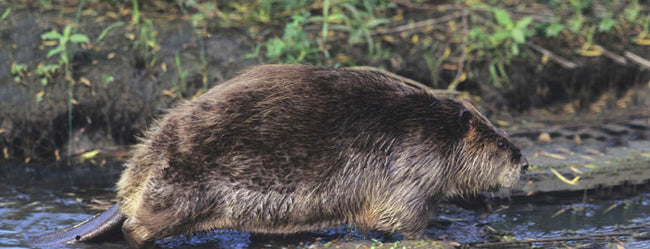 Beaver Hunting Tips