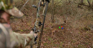 Early Season Deer Bow Hunting