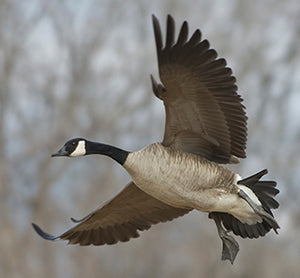 Canada Geese Hunting Basics