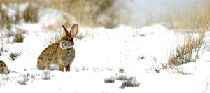Solo Cottontail Hunting Tips. Part I