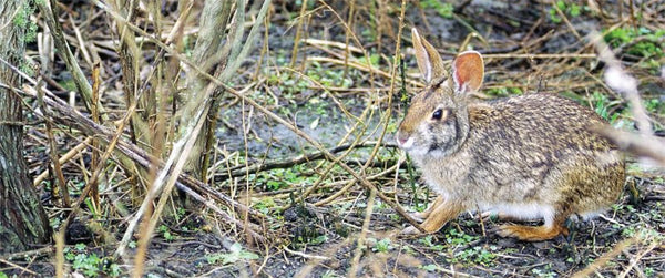 Solo Cottontail Hunting Tips. Part II
