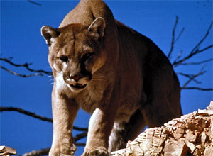 Catching a cougar is not an easy task