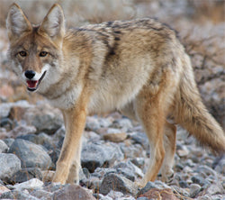 Common mistakes when you are trying to hunt a Coyote