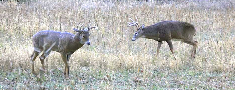 Basics about Decoys for Deer Hunting