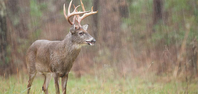 Take advantage of rain for deer hunting