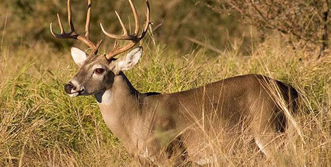 Deer Hunting. A matter of detail