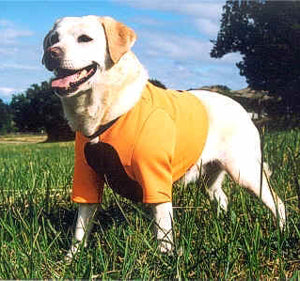 Remember an orange vest for your dogs too