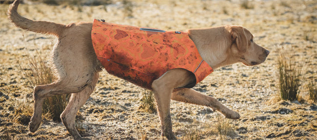 Don't forget your hound's orange vest