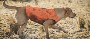 Don't forget your hound's orange vest