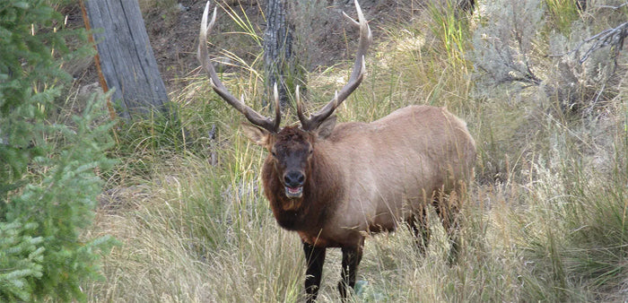 Elk Hunting - Tips to face such a big challenge. Part I