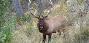 Elk Hunting - Tips to face such a big challenge. Part I