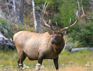Public Lands Elk Hunting