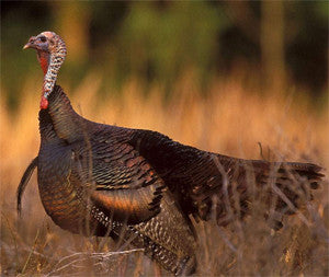 2016 Kansas Fall Turkey Season is right here!