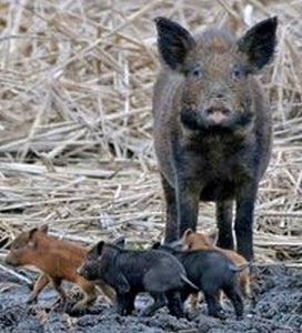 How to stay safe during a feral hog hunting