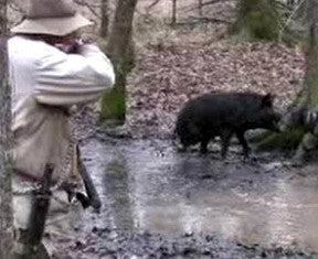 Feral Hogs Hunting Regulations