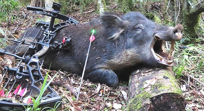 Feral pigs bow hunting tips