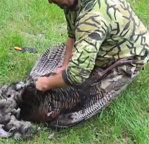 How to field dress a wild turkey