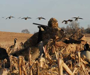 Geese Hunting Tips