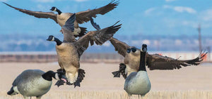Goose hunting decoys deployment
