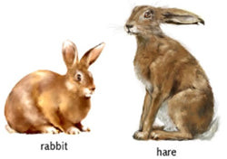 Differences between Hares and Rabbits