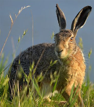 Essentials about Rabbit Hunting
