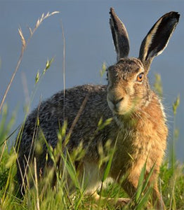 Essentials about Rabbit Hunting