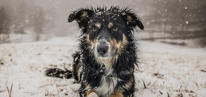 Signs and symptoms of dog's hypothermia