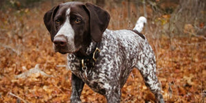 What to seek in a hunting hound