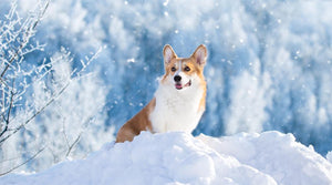 How to prevent hypothermia on your hounds