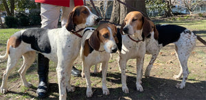 How to take care of your hounds during a hunting expedition