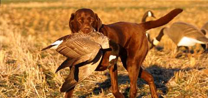 Why to hunt with dogs?