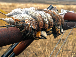 Tips to keep in mind during quail hunting
