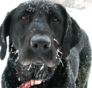 How to take care of your dog when hunting on ice areas