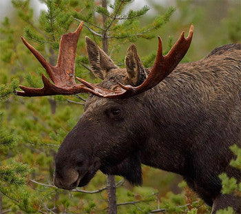 Moose Hunting Basics