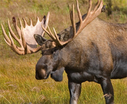 Moose Hunting Tactics