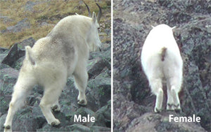 How to assess mountain goats sex