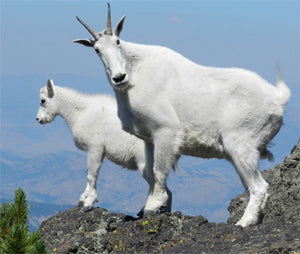 Mountain Goat hunting basic tactics