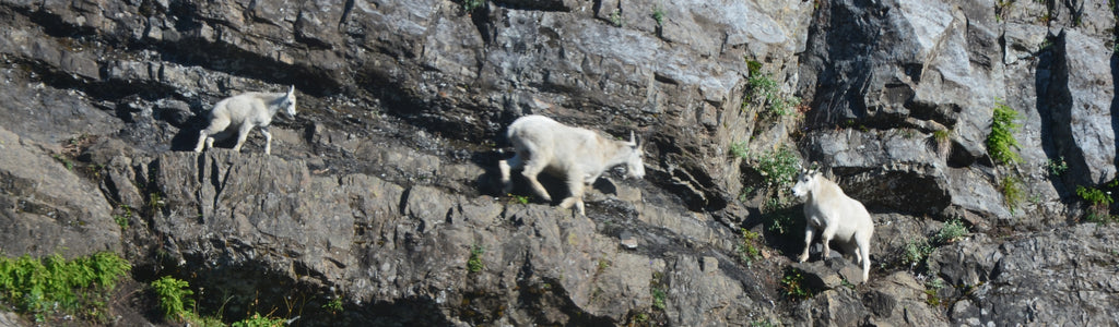 Mountain Goat Hunting. It's not gaming