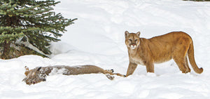 Mountain lions hunting tips and tricks