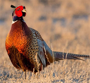 Introduction to Pheasant Hunting